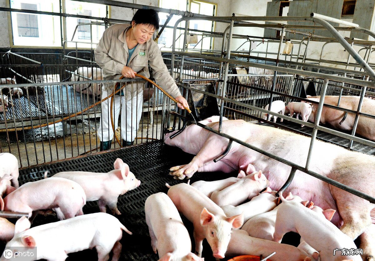 养猪圈方位风水 养猪场朝向风水