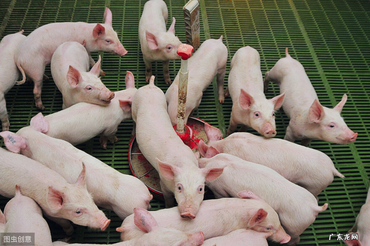 养猪圈方位风水 养猪场朝向风水