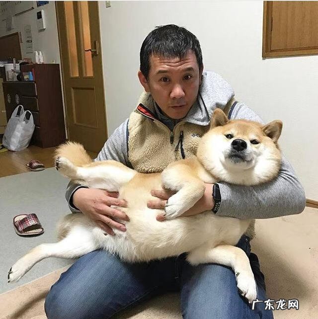 说服妈妈让她在家里养一只小狗 说服妈妈让她同意你在家里养一只小狗作文