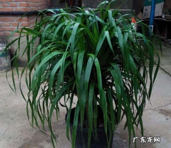 龙须树的风水作用 龙须树用什么盆栽好看