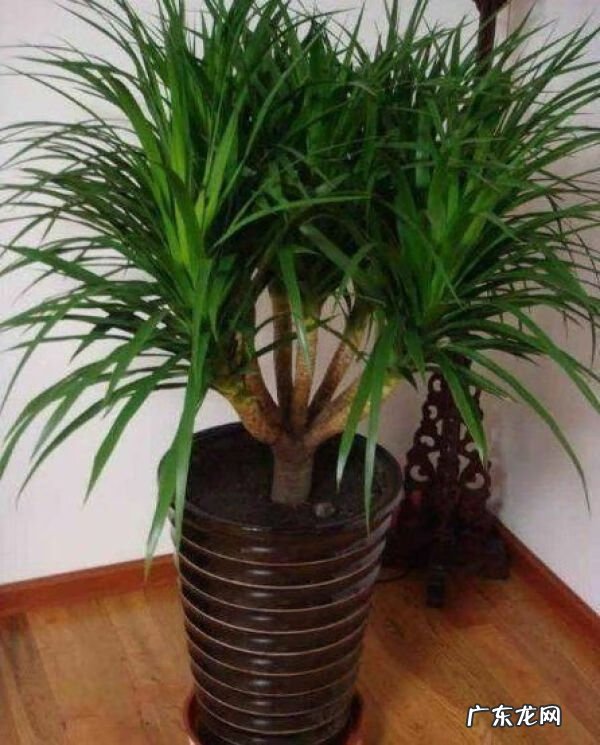 龙须树的风水作用 龙须树用什么盆栽好看