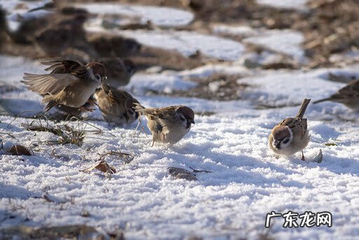梅花上有喜鹊的寓意 梅花喜鹊图案风水禁忌