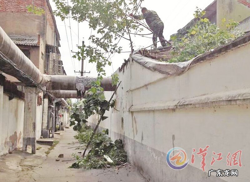 房子墙根长树风水好不好 墙头上长树在风水中怎么解释