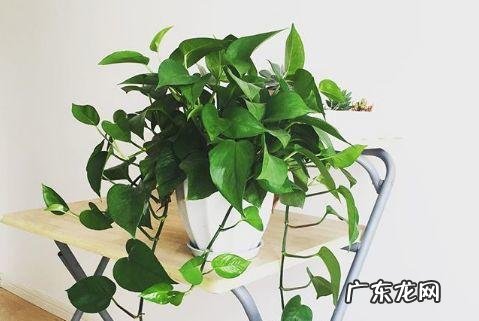 蟹爪兰摆放的风水讲究 蟹爪兰风水上有忌讳吗