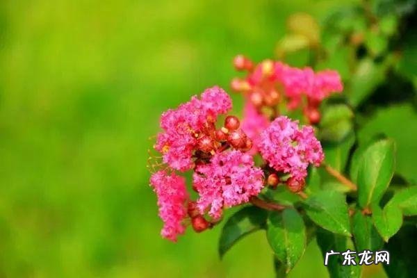 蟹爪兰摆放的风水讲究 蟹爪兰风水上有忌讳吗