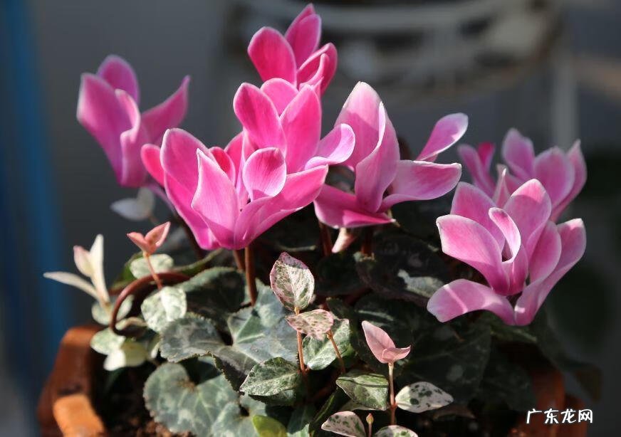 蟹爪兰摆放的风水讲究 蟹爪兰风水上有忌讳吗