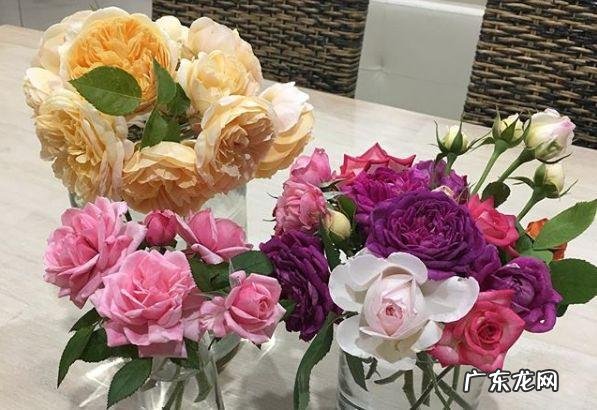 蟹爪兰摆放的风水讲究 蟹爪兰风水上有忌讳吗