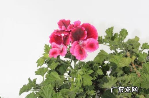 蟹爪兰摆放的风水讲究 蟹爪兰风水上有忌讳吗