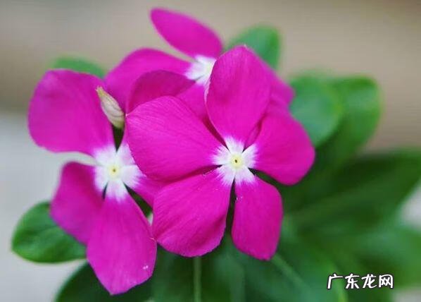 蟹爪兰摆放的风水讲究 蟹爪兰风水上有忌讳吗