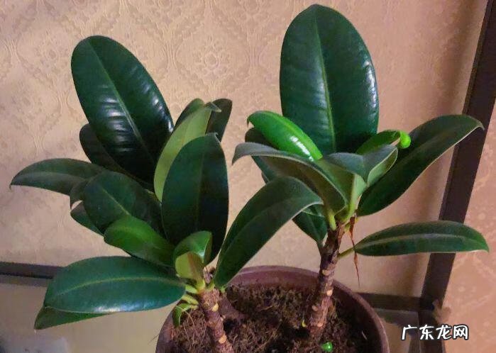 蟹爪兰摆放的风水讲究 蟹爪兰风水上有忌讳吗