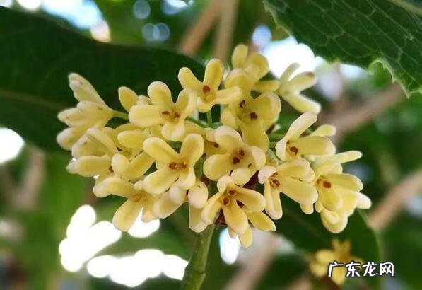 蟹爪兰摆放的风水讲究 蟹爪兰风水上有忌讳吗