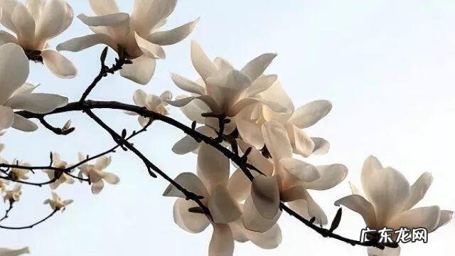 蟹爪兰摆放的风水讲究 蟹爪兰风水上有忌讳吗