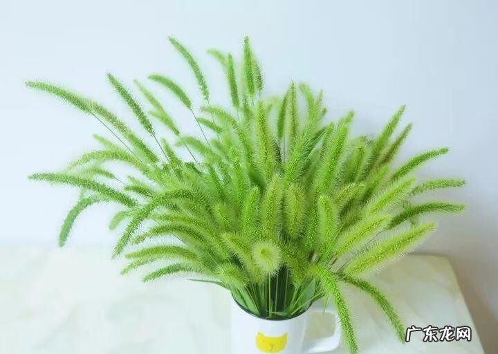 蟹爪兰摆放的风水讲究 蟹爪兰风水上有忌讳吗