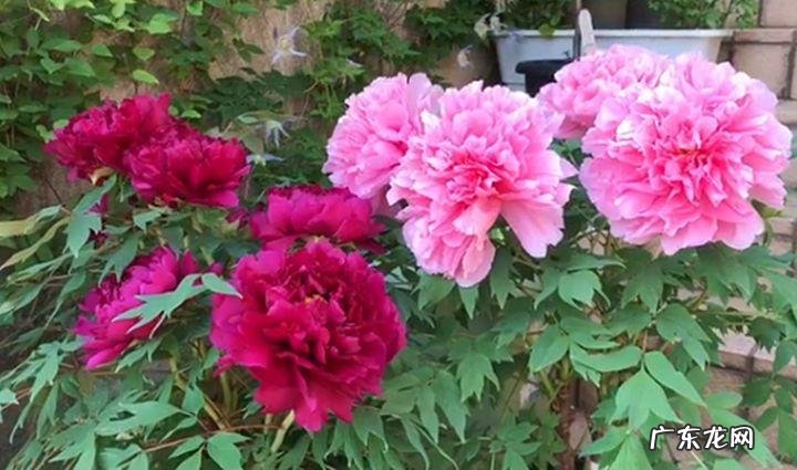 蟹爪兰摆放的风水讲究 蟹爪兰风水上有忌讳吗