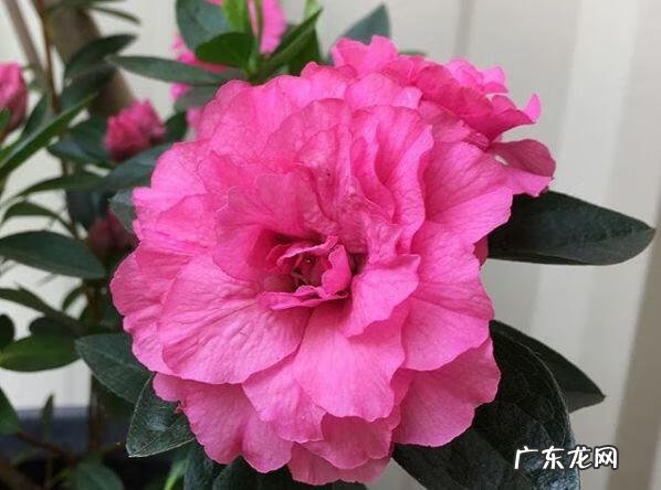 蟹爪兰摆放的风水讲究 蟹爪兰风水上有忌讳吗