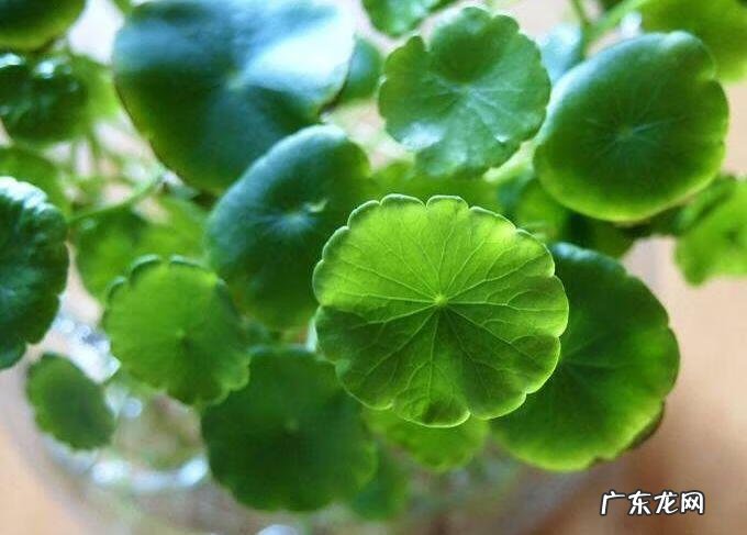 蟹爪兰摆放的风水讲究 蟹爪兰风水上有忌讳吗