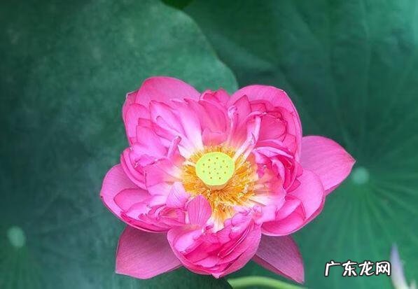 蟹爪兰摆放的风水讲究 蟹爪兰风水上有忌讳吗