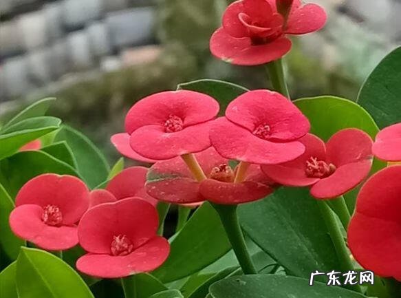 蟹爪兰摆放的风水讲究 蟹爪兰风水上有忌讳吗