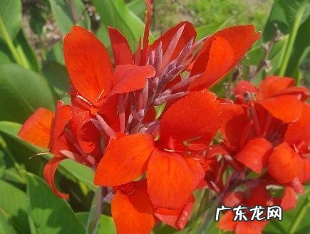 蟹爪兰摆放的风水讲究 蟹爪兰风水上有忌讳吗