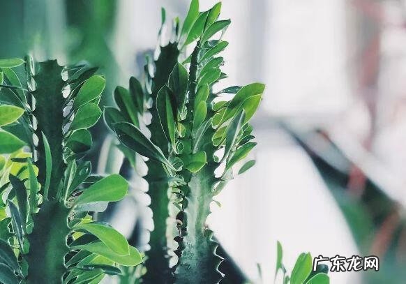 蟹爪兰摆放的风水讲究 蟹爪兰风水上有忌讳吗