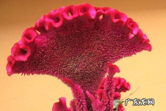 蟹爪兰摆放的风水讲究 蟹爪兰风水上有忌讳吗