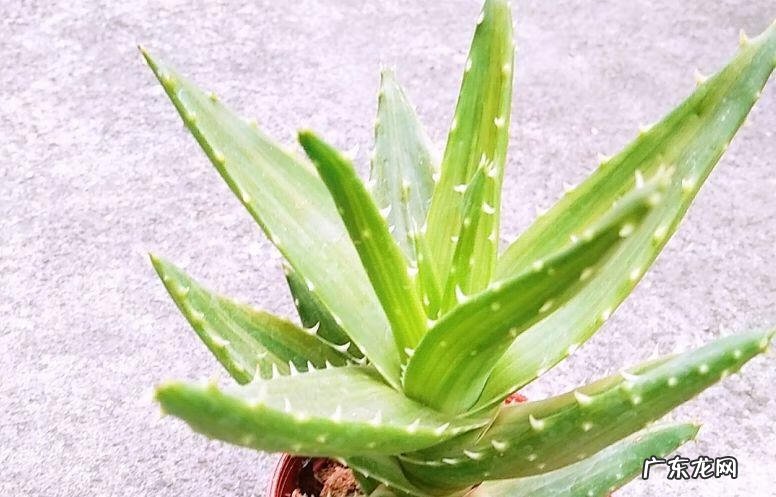 蟹爪兰摆放的风水讲究 蟹爪兰风水上有忌讳吗