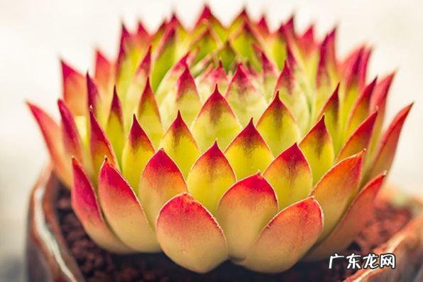 蟹爪兰摆放的风水讲究 蟹爪兰风水上有忌讳吗