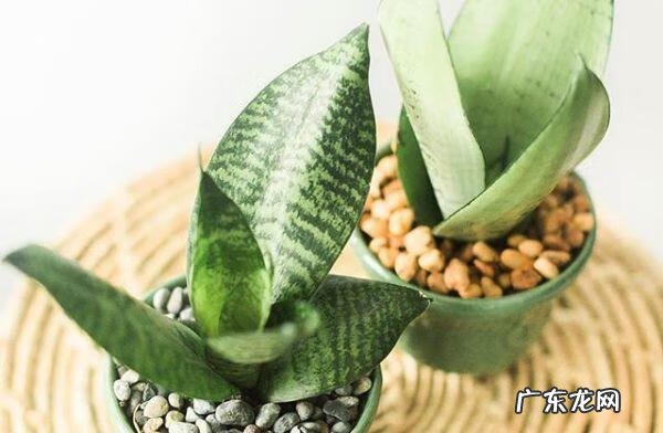 蟹爪兰摆放的风水讲究 蟹爪兰风水上有忌讳吗