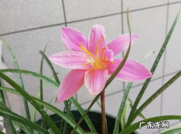 蟹爪兰摆放的风水讲究 蟹爪兰风水上有忌讳吗