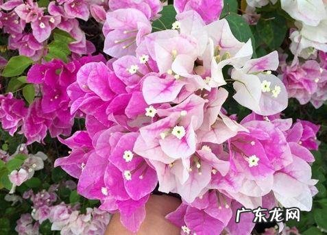 蟹爪兰摆放的风水讲究 蟹爪兰风水上有忌讳吗