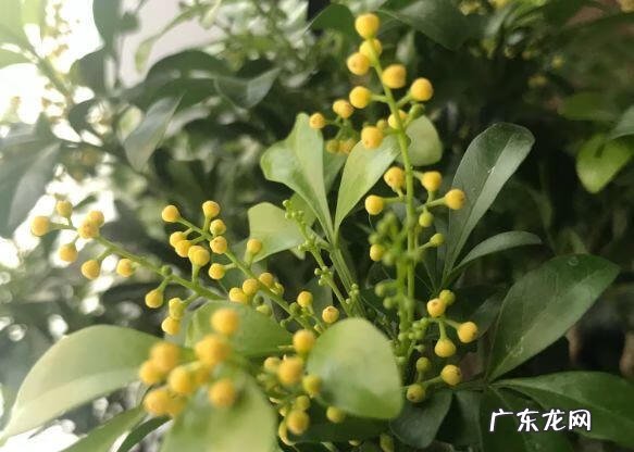 蟹爪兰摆放的风水讲究 蟹爪兰风水上有忌讳吗