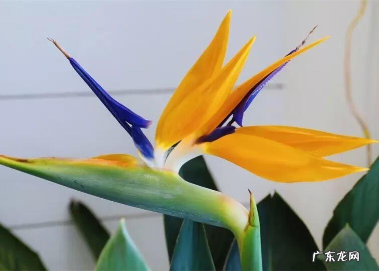 蟹爪兰摆放的风水讲究 蟹爪兰风水上有忌讳吗