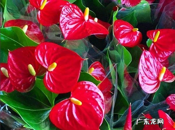 蟹爪兰摆放的风水讲究 蟹爪兰风水上有忌讳吗