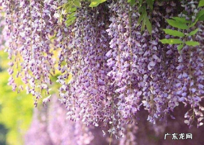 蟹爪兰摆放的风水讲究 蟹爪兰风水上有忌讳吗