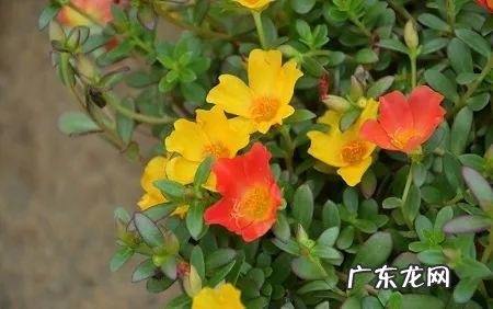 蟹爪兰摆放的风水讲究 蟹爪兰风水上有忌讳吗