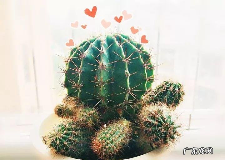 蟹爪兰摆放的风水讲究 蟹爪兰风水上有忌讳吗