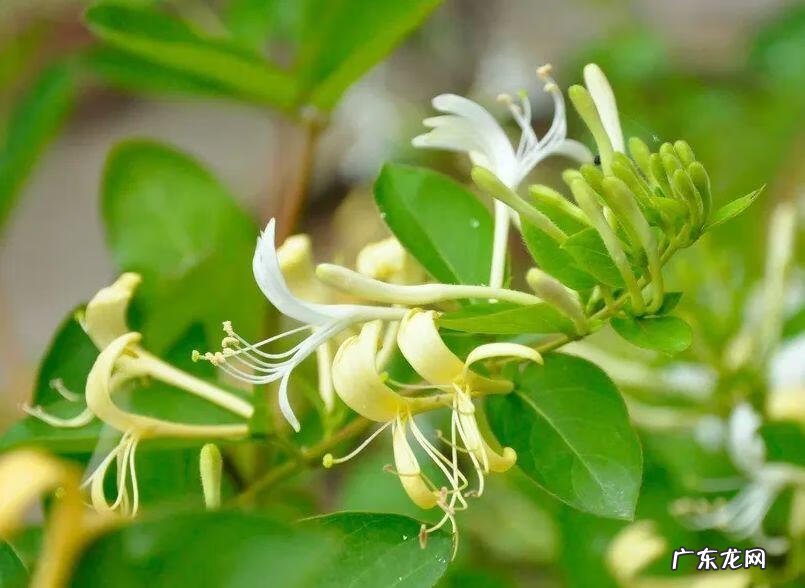 蟹爪兰摆放的风水讲究 蟹爪兰风水上有忌讳吗