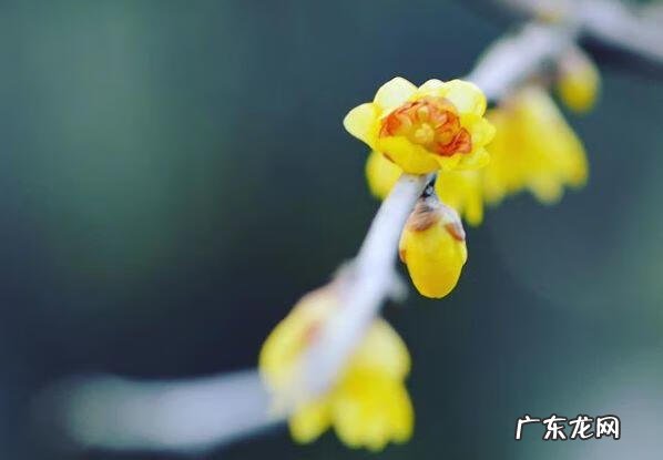 蟹爪兰摆放的风水讲究 蟹爪兰风水上有忌讳吗