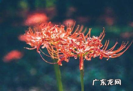 蟹爪兰摆放的风水讲究 蟹爪兰风水上有忌讳吗