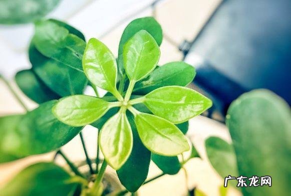 蟹爪兰摆放的风水讲究 蟹爪兰风水上有忌讳吗