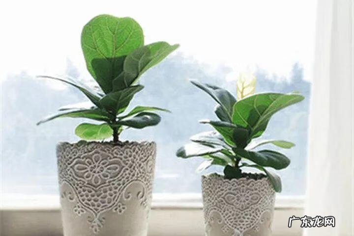 蟹爪兰摆放的风水讲究 蟹爪兰风水上有忌讳吗