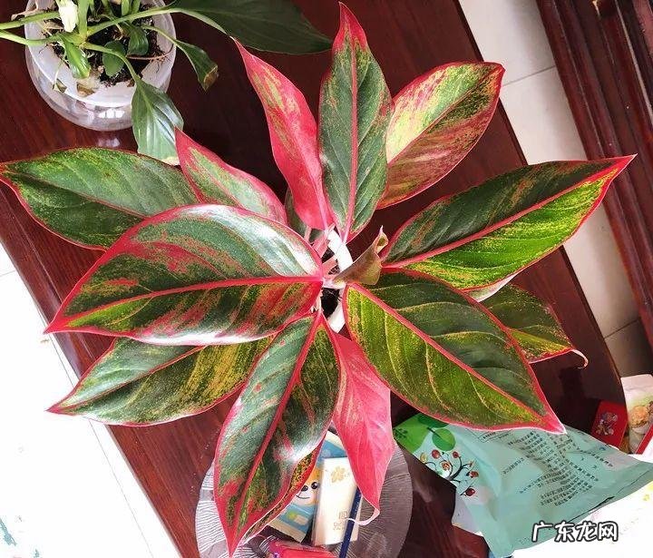 蟹爪兰摆放的风水讲究 蟹爪兰风水上有忌讳吗