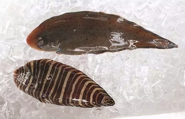 东海龙舌 龙舌鱼