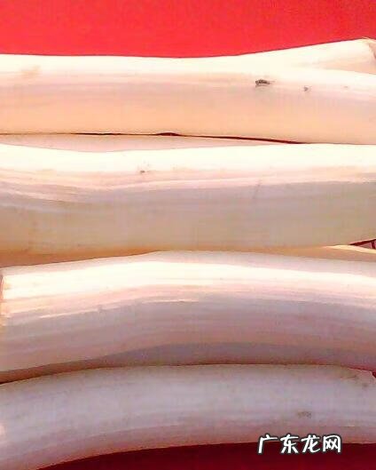 通草的用途与功效 通草的作用与功效