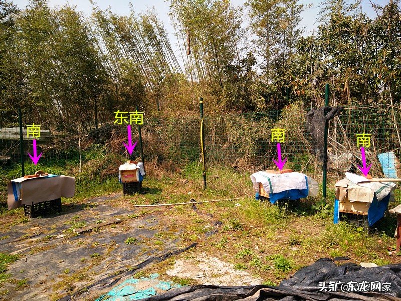 蜜蜂阳宅做窝的风水 蜜蜂搭窝说明有风水吗