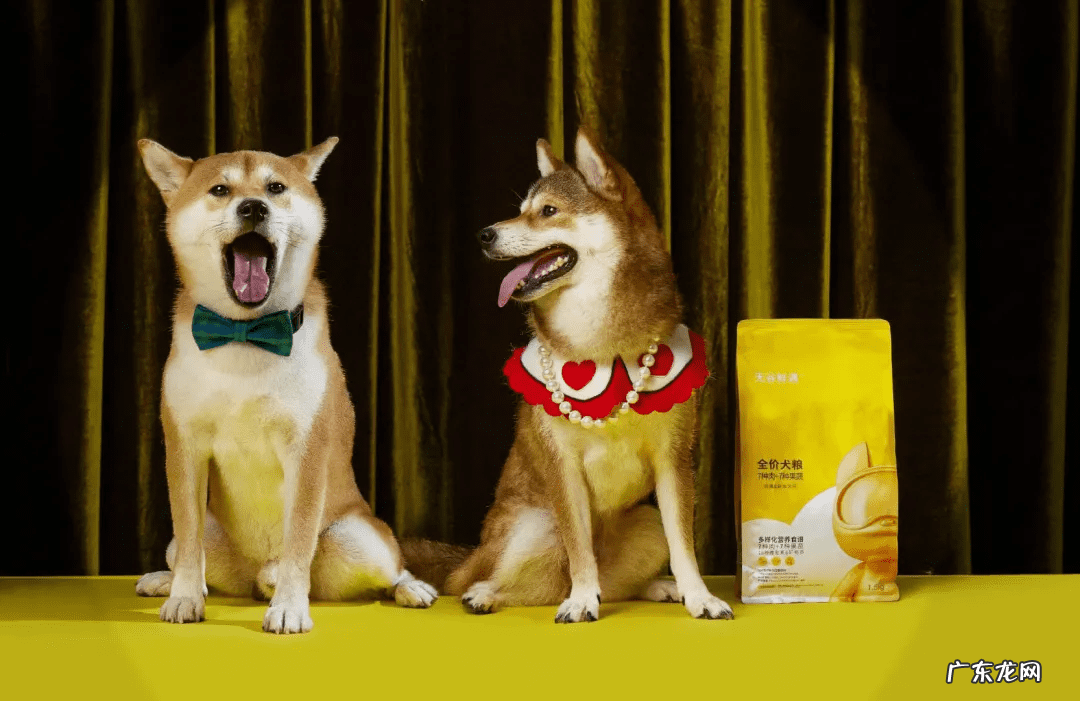 疯狂萌宠 疯狂宠物