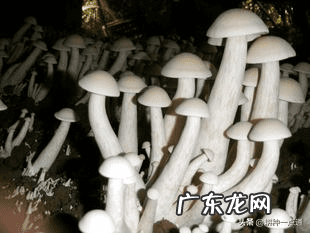 金福菇菌种在哪里买 金福菇图片