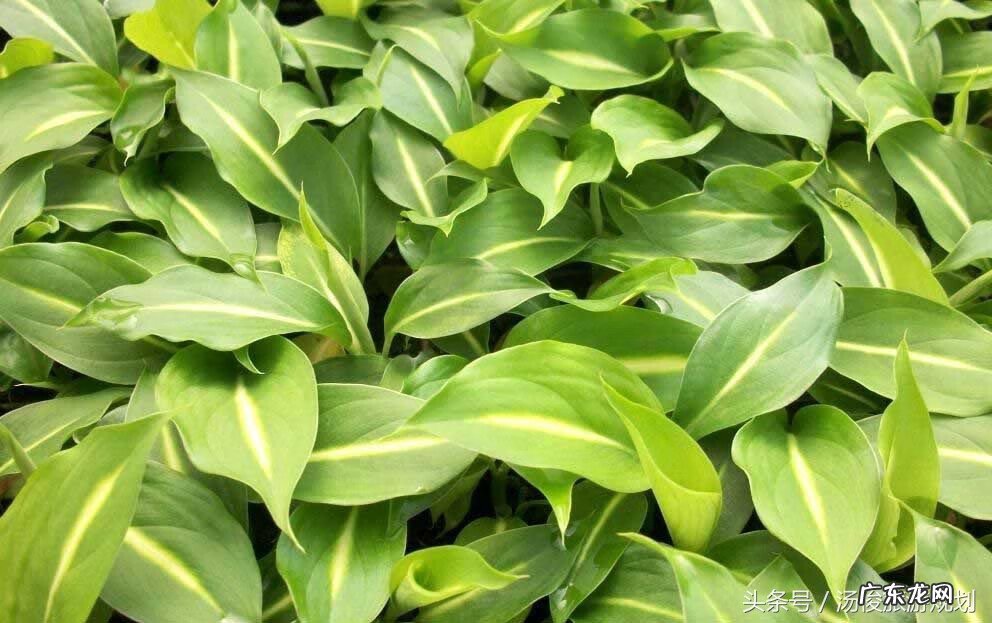 搬仓库有风水吗 车库前种什么树风水好