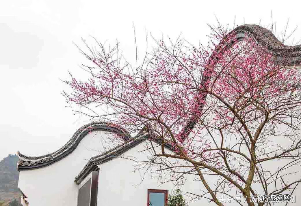 搬仓库有风水吗 车库前种什么树风水好