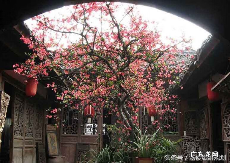 搬仓库有风水吗 车库前种什么树风水好